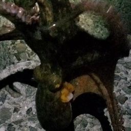 タコ