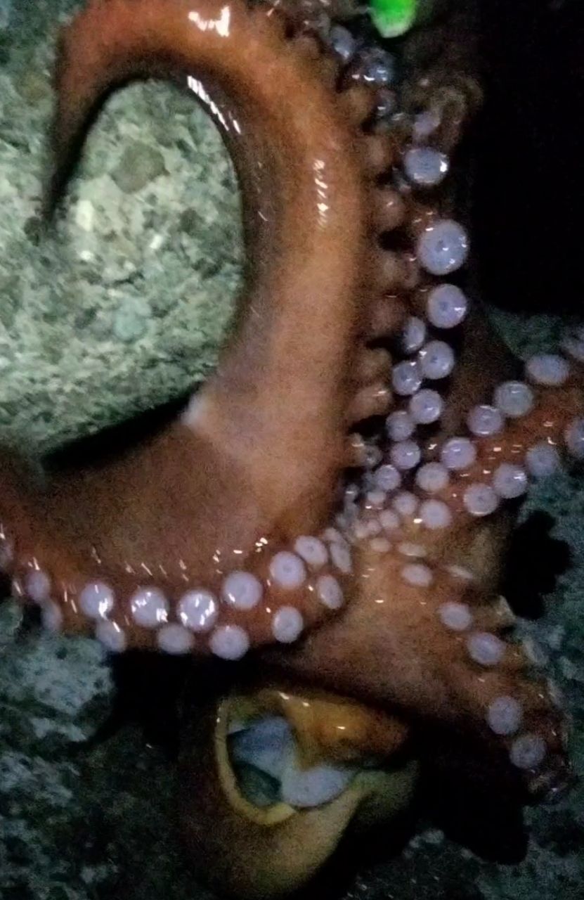 タコ
