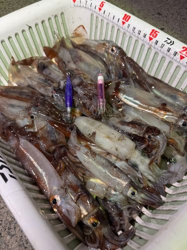 ムギイカの釣果
