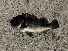 クロソイの釣果