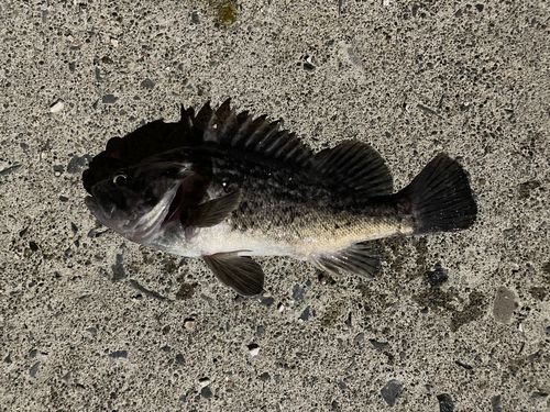 クロソイの釣果