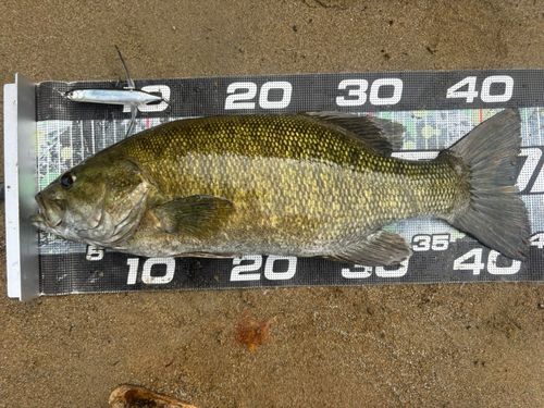スモールマウスバスの釣果