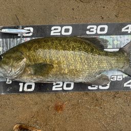 スモールマウスバス