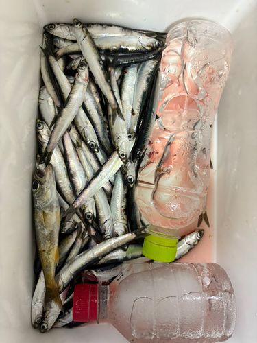 カタクチイワシの釣果