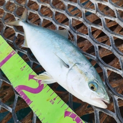 ツバスの釣果