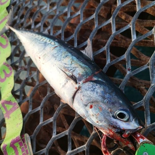 ソウダガツオの釣果