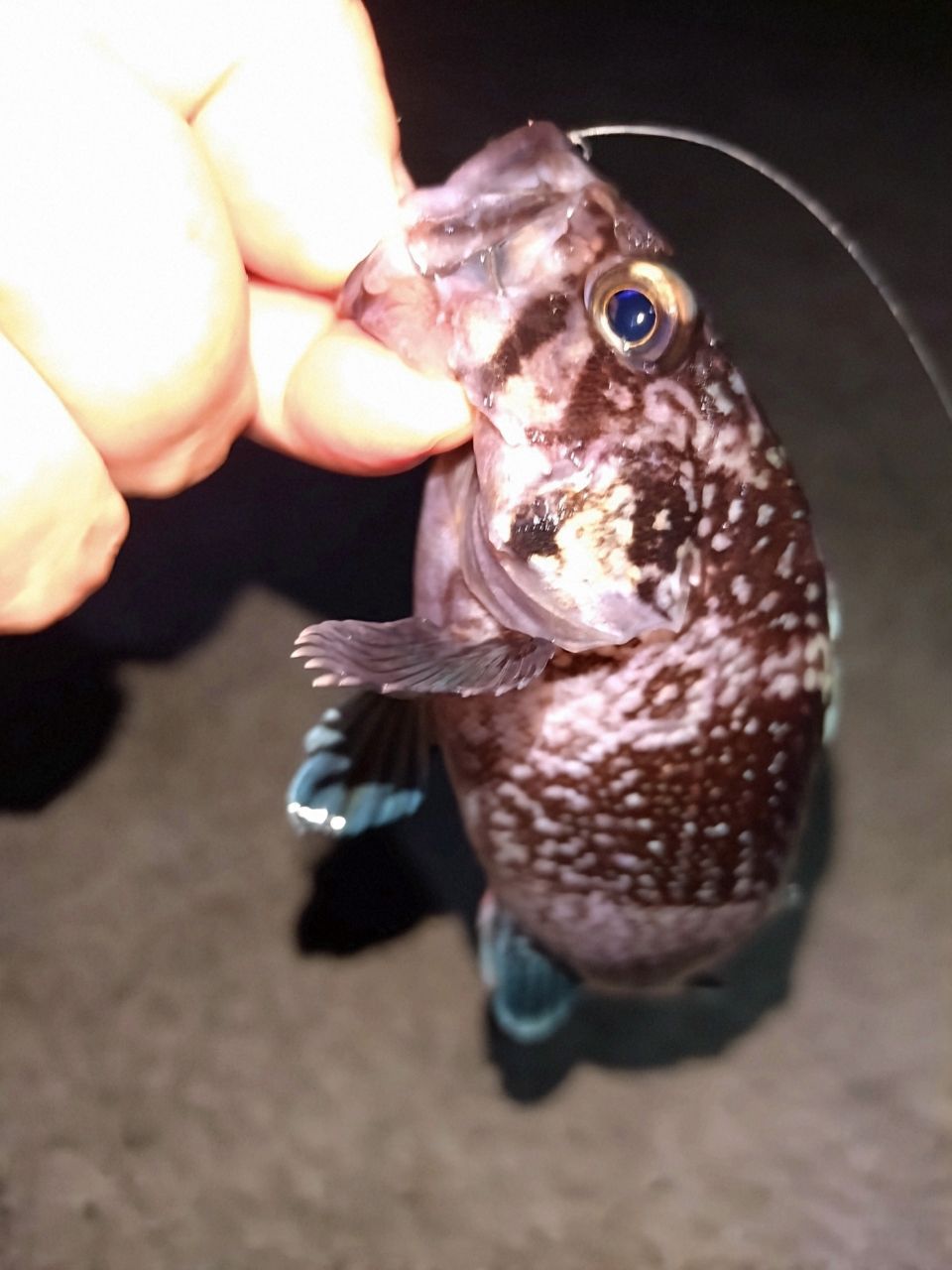 AbuGarcia ソルティーステージ プロトタイプ アジング XAJS