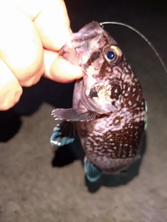 マゾイの釣果