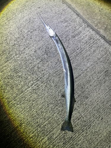 ダツの釣果