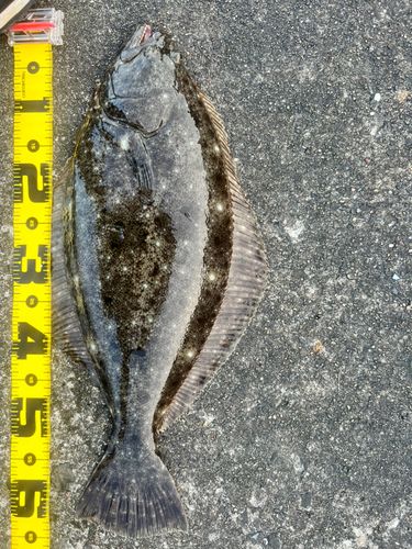 ヒラメの釣果