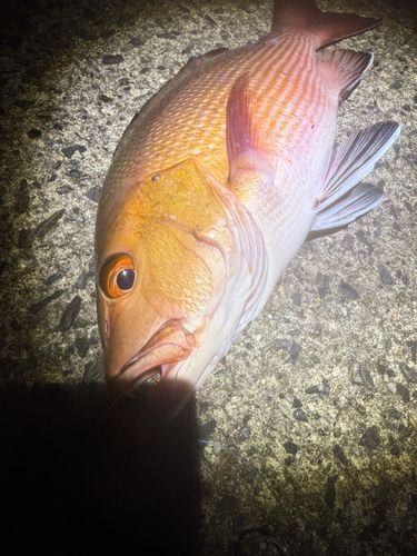 バラフエダイの釣果