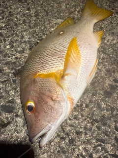 シブダイの釣果