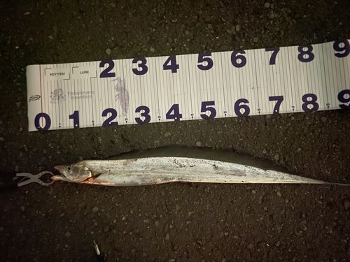 タチウオの釣果