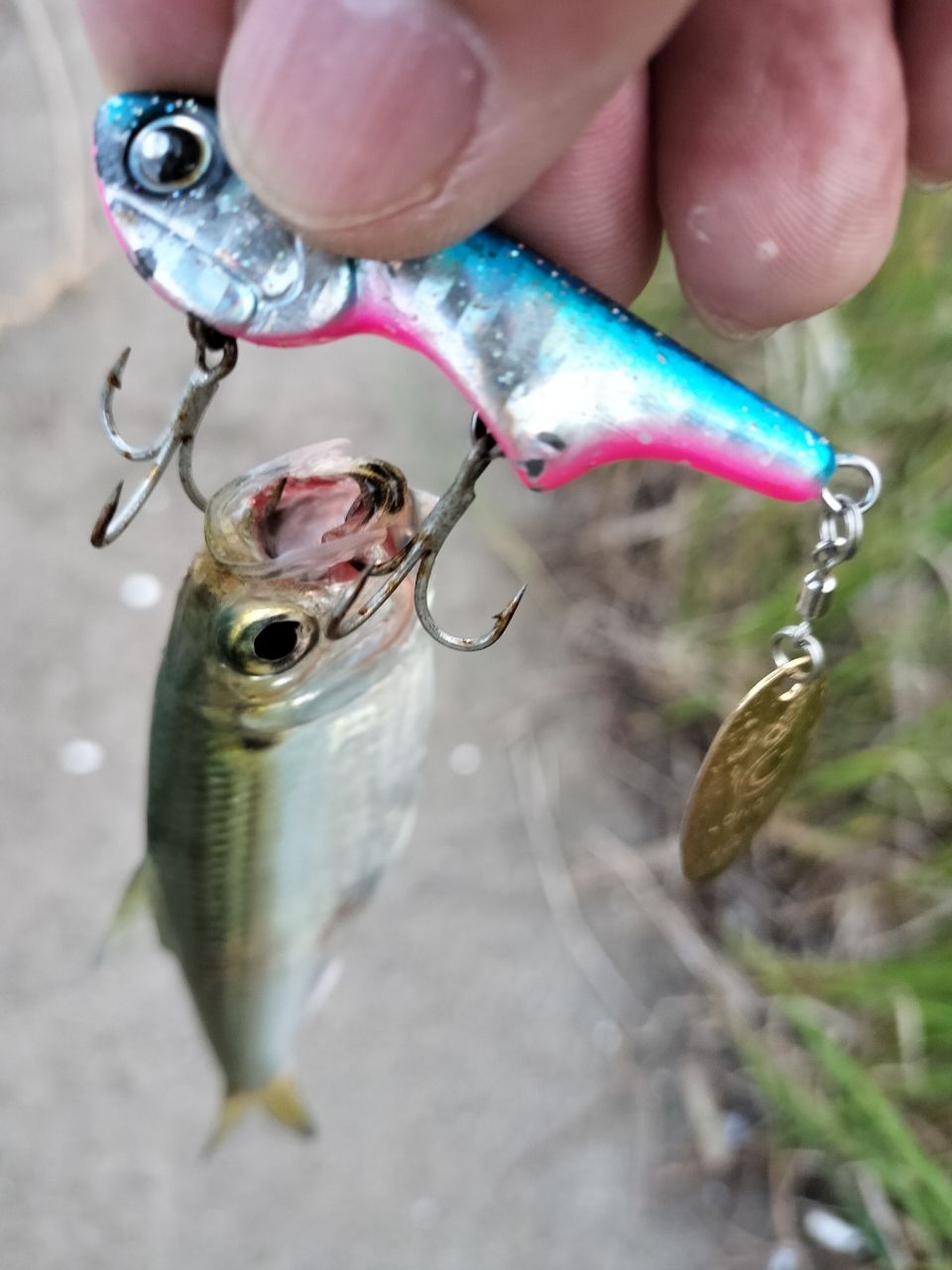 DAIWA 14ラブラックス AGS（スピニングモデル） 106MLの最安値