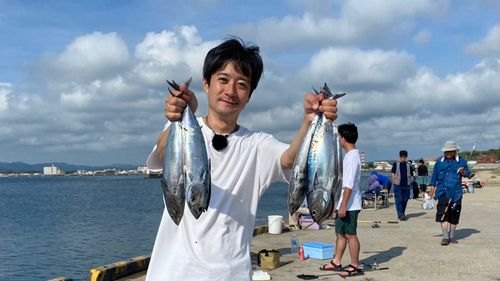 マルソウダの釣果