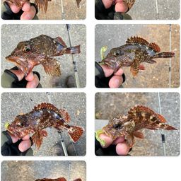 カサゴ