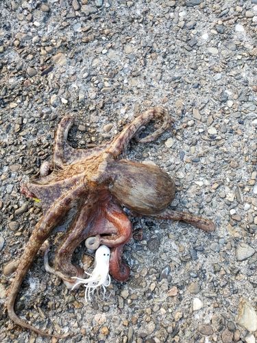 マダコの釣果
