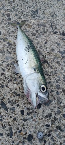 サバの釣果