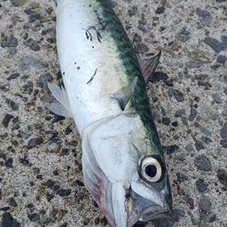 サバ