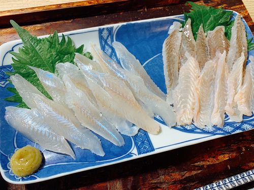 キスの釣果