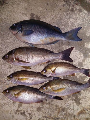 シマイサキの釣果