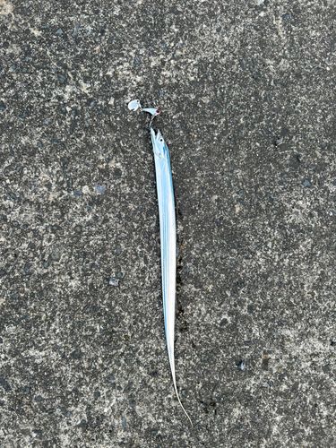 タチウオの釣果