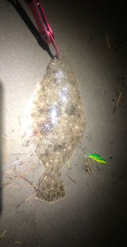 ソゲの釣果