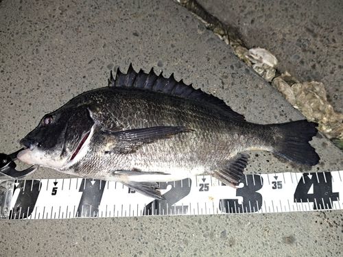 クロダイの釣果