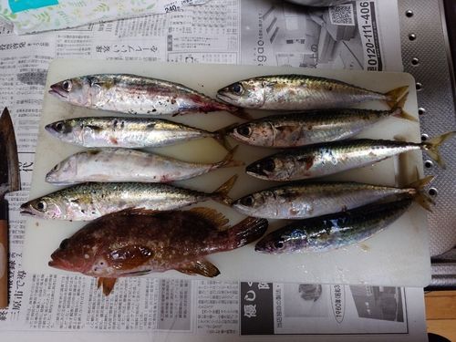 サバの釣果