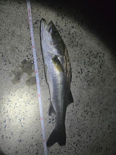 マルスズキの釣果