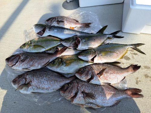 マダイの釣果