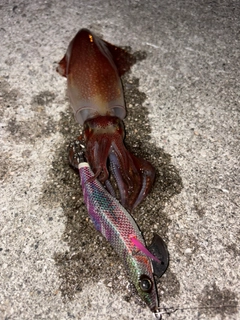 ケンサキイカの釣果