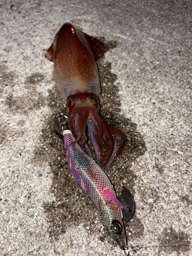 ケンサキイカの釣果