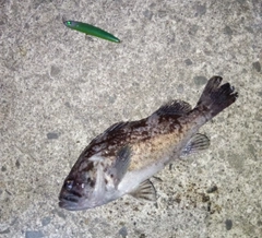 クロソイの釣果