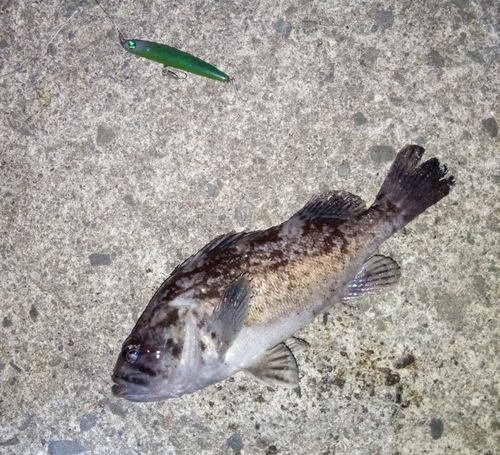 クロソイの釣果