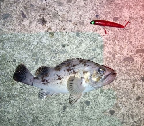 クロソイの釣果