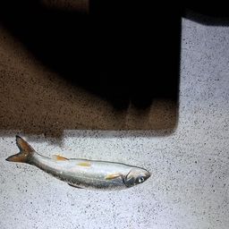 ウグイ