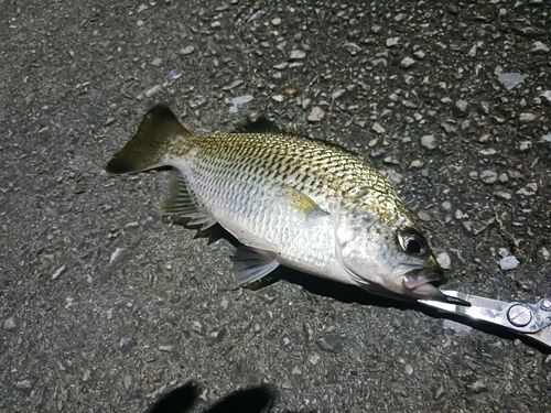 オオクチユゴイの釣果