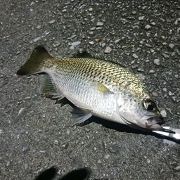 オオクチユゴイ