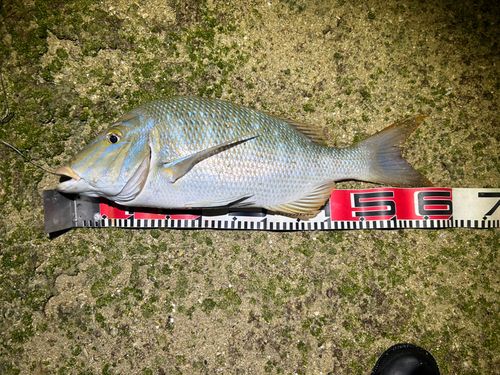 タマンの釣果
