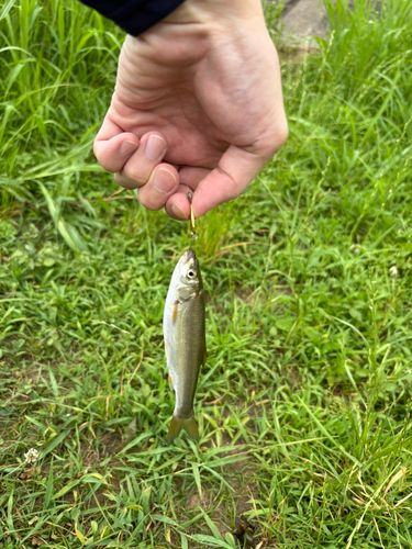 ブルーギルの釣果
