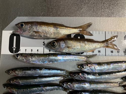 ムツの釣果