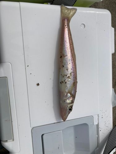 シロギスの釣果