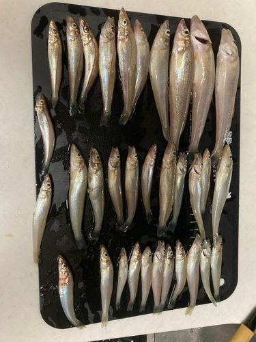 シロギスの釣果