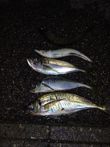 アジの釣果