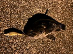 クロソイの釣果