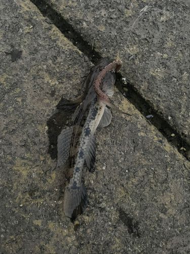 ハゼの釣果