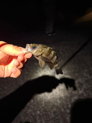 アオメバルの釣果