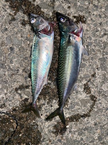 サバの釣果