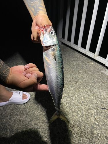 サバの釣果